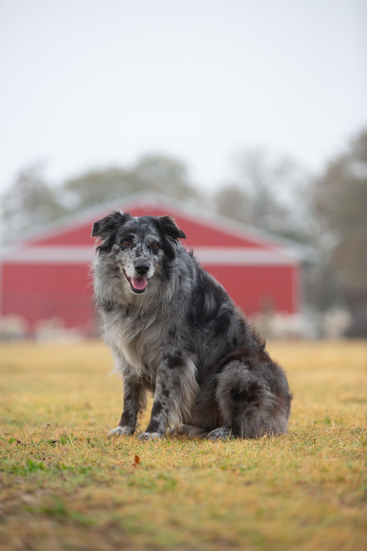 AFBF & Purina calling awesome farm dogs